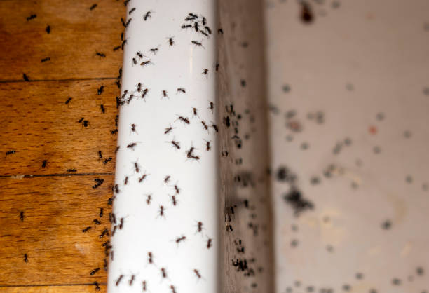 Best Pest Prevention Services  in Toluca, IL