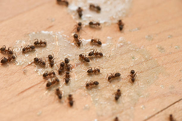 Best Local Pest Control Services  in Toluca, IL